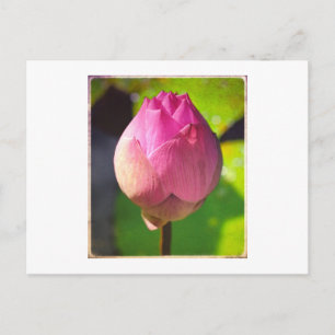 FOTOGRAPH POSTCARD "BUDDING LOTUS" POSTKARTE