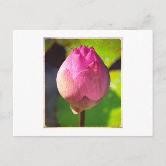 FOTOGRAPH POSTCARD "BUDDING LOTUS" POSTKARTE (Vorderseite)