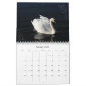 Fotokalender für Schwäne und Cygnets Kalender (Jan 2026)