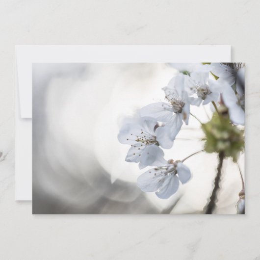 Fotokarte für Weißkirsche (Vorderseite)