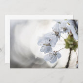 Fotokarte für Weißkirsche (Vorne/Hinten)