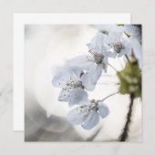 Fotokarte für Weißkirsche (Vorne/Hinten)