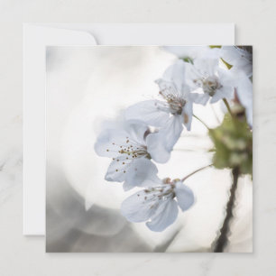 Fotokarte für Weißkirsche