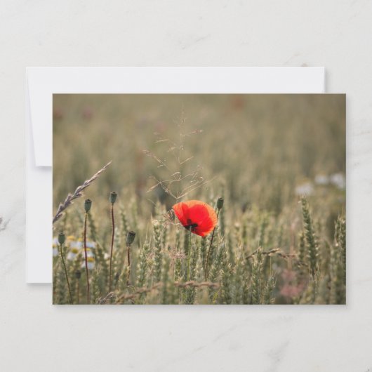 Fotokarte Poppy Nature (Vorderseite)