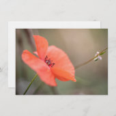 Fotokarte Poppy Nature (Vorne/Hinten)