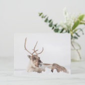 Fotokarte "Rentier Nature" (Stehend Vorderseite)
