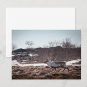Fotokarte "Rentier Nature" (Vorne/Hinten)
