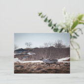 Fotokarte "Rentier Nature" (Stehend Vorderseite)