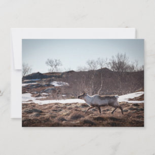 Fotokarte "Rentier Nature"