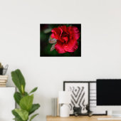 Fotokunst - Rote Blume im Regen. Poster (Heimbüro)