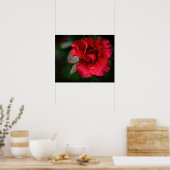 Fotokunst - Rote Blume im Regen. Poster (Küche)