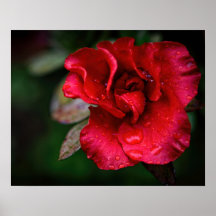 Fotokunst - Rote Blume im Regen.