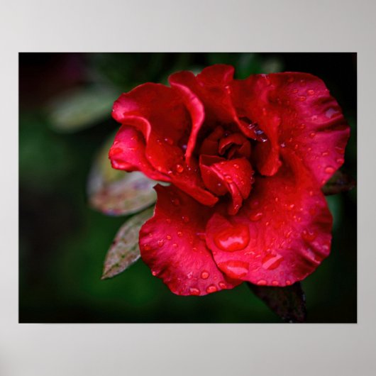 Fotokunst - Rote Blume im Regen. Poster (Vorne)