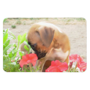 Fotomagnet des Boxerwelpen 4x6 Magnet