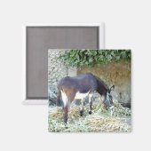 Fotomagnet Magnet (Vorderseite/Rückseite)