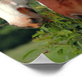 Fotopferde Poster (Ecke)