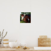Fotopferde Poster (Küche)