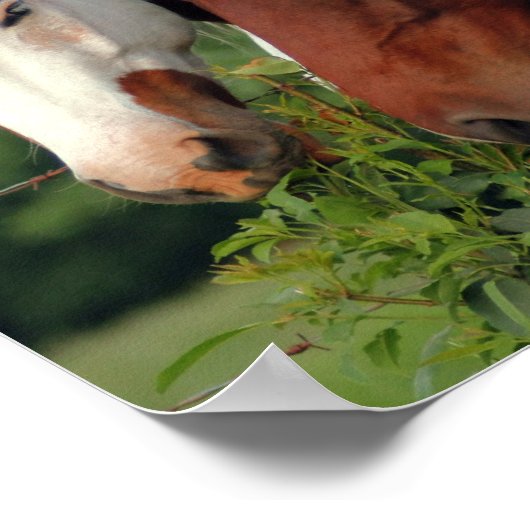 Fotopferde Poster (Ecke)