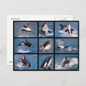 Fotos Mosaik von Killerwalen Postkarte (Vorne/Hinten)