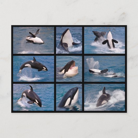 Fotos Mosaik von Killerwalen Postkarte (Vorderseite)