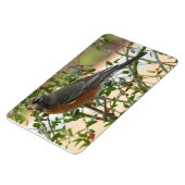 Fotos: Vögel - Magnet (Linke Seite)