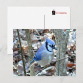 Fotos: Vögel - Postkarte (Vorne/Hinten)