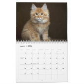 Fotos von Katzen & Kätzchen 20XX Kalender (Mär 2026)
