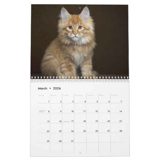 Fotos von Katzen & Kätzchen 20XX Kalender (Mär 2026)