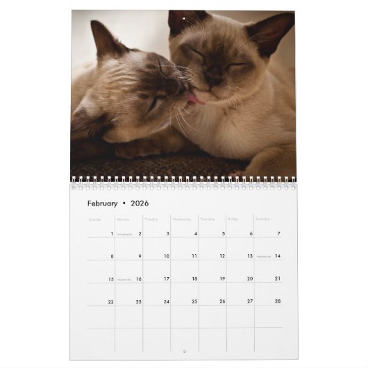 Fotos von Katzen & Kätzchen 20XX Kalender (Feb 2026)