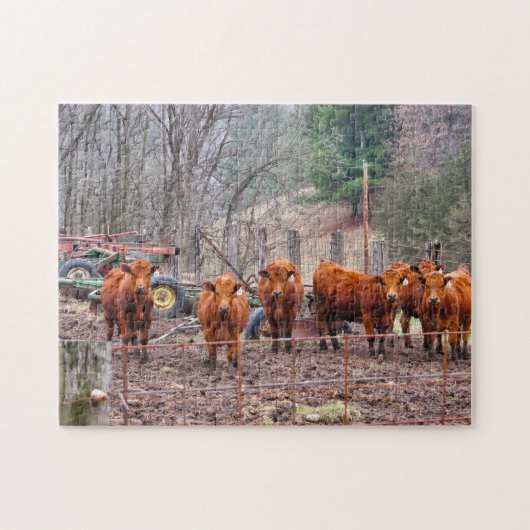 Fotos von Minnesota Calves. Puzzle (Horizontal)