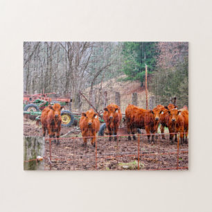 Fotos von Minnesota-Kälbern. Puzzle