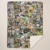 Fotosammlung von Hunden, Sherpadecke (Vorderseite)