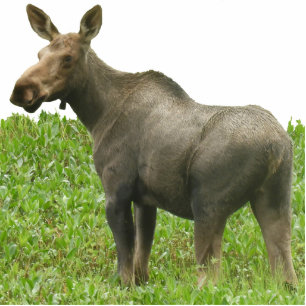 Fotoskulptur der Elch-12x18