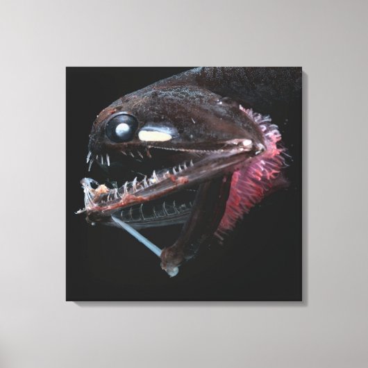 Fotostomias Guernei Leinwanddruck (Vorderseite)