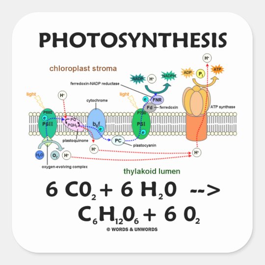 Fotosynthese Chemische Formel Quadratischer Aufkleber Zazzle De