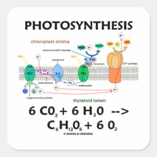Fotosynthese (chemische Formel) Quadratischer Aufkleber