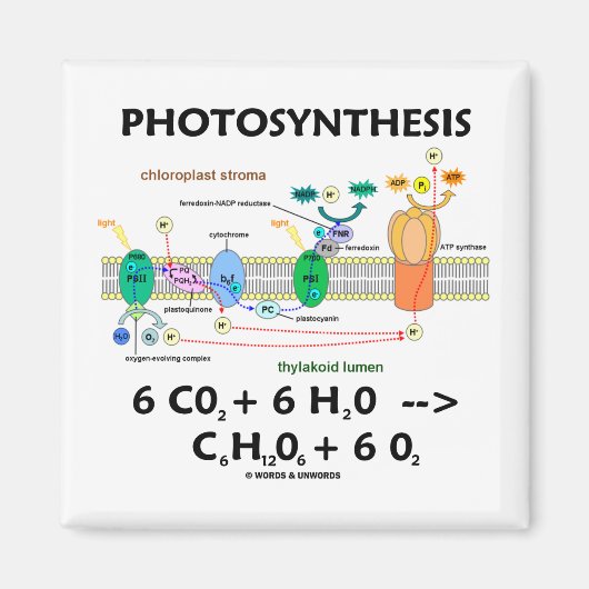 Fotosynthese (Kohlendioxid + Wasser) Magnet (Vorne)