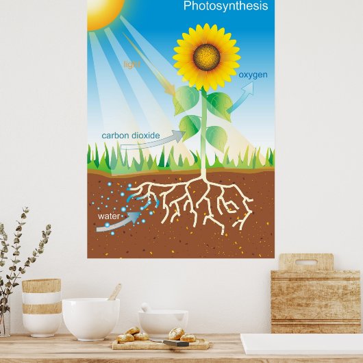 Fotosynthese Poster (Küche)