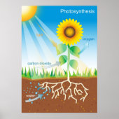 Fotosynthese Poster (Vorne)