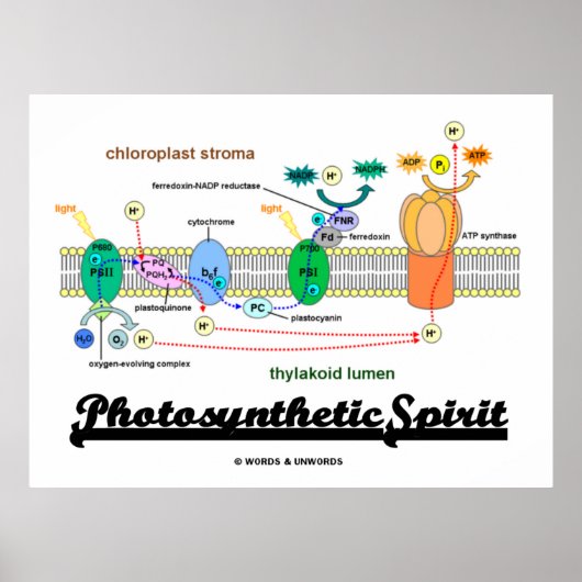 Fotosynthetischer Geist (Biochemie Attitude) Poster (Vorne)