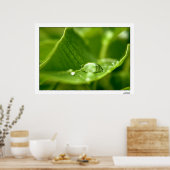 fotosynthetisieren poster (Küche)