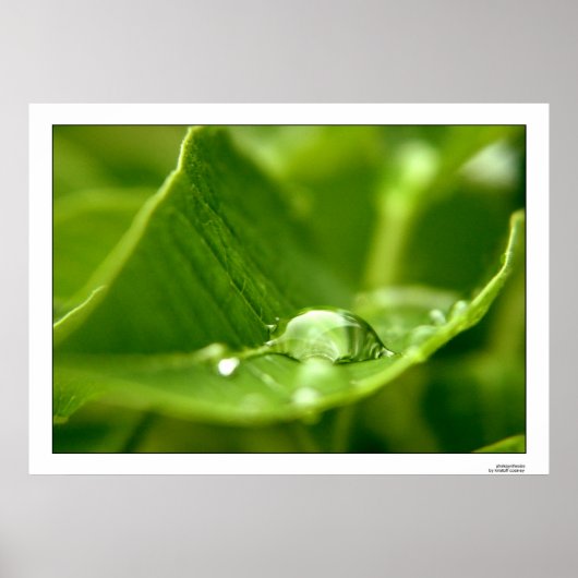 fotosynthetisieren poster (Vorne)