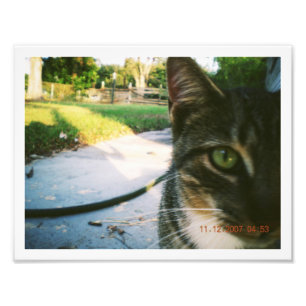 Fotoungenannter Tabby "Skater " Fotodruck