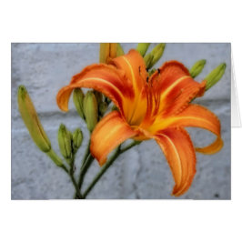 Foundation Lily