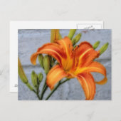 Foundation Lily - Taglilie Postkarte (Vorne/Hinten)