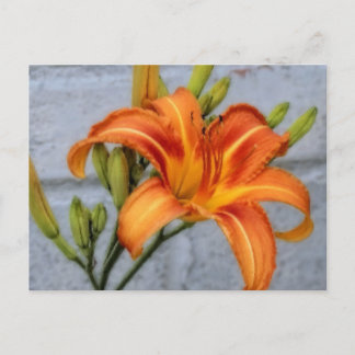 Foundation Lily - Taglilie Postkarte