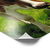 Four chatting cows fotodruck (Ecke)