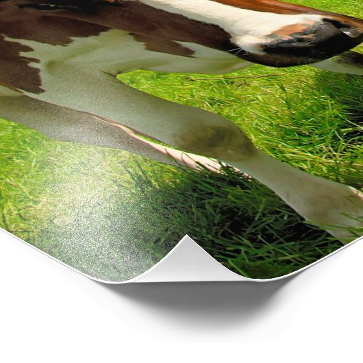 Four chatting cows fotodruck (Ecke)