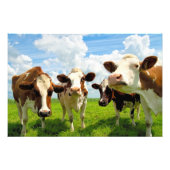 Four chatting cows fotodruck (Vorne)