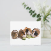Four Guinea Pigs who eat Postkarte (Stehend Vorderseite)